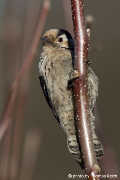Female Lesser Spotted Woodpecker eyes