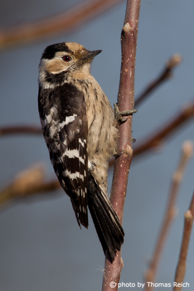 Lesser Spotted Woodpecker female Germany