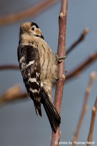 Lesser Spotted Woodpecker female clinging to branch