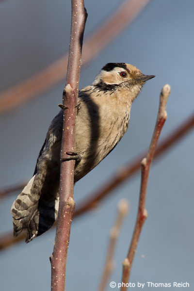 Lesser Spotted Woodpecker wild bird