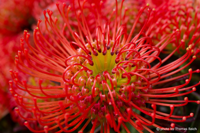 Rote Nadelkissen Protea, Leucospermum, Madeira