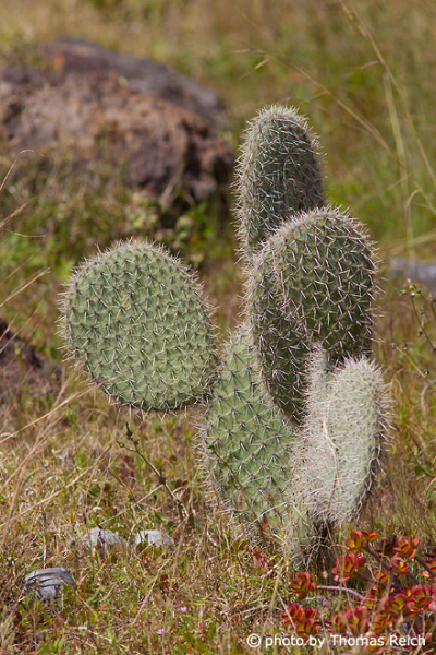 Kaktus auf Madeira