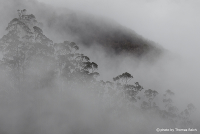 Foggy forest Madeira Portugal