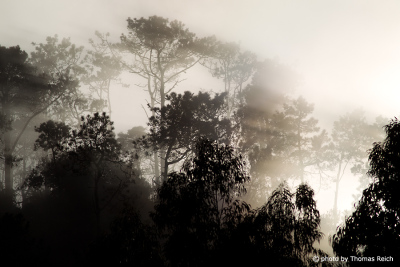 Eukalyptus Wald im Dunst, Madeira Portugal