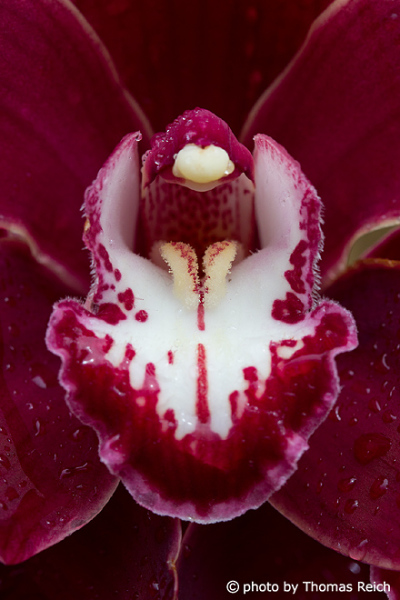 Orchidee Madeira