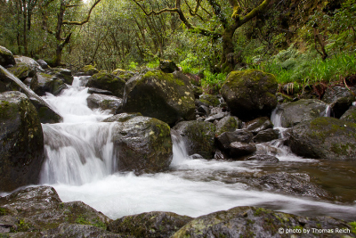 Queimadas Fluss Wald Madeira