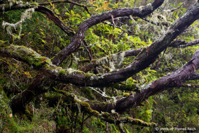 Levada walks in Lichen forests, Madeira Portugal