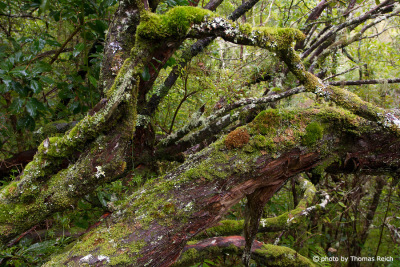 Laurel forest Madeira