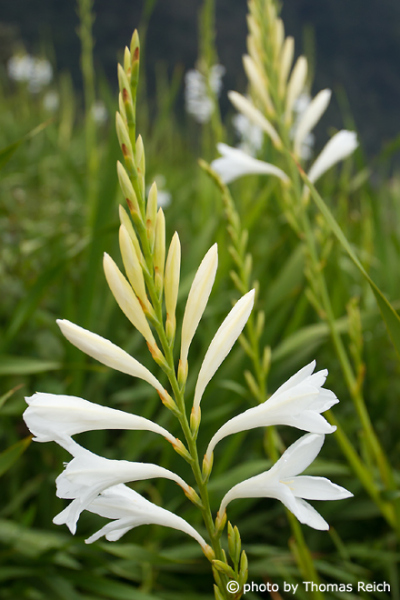 Crinum flower Madeira