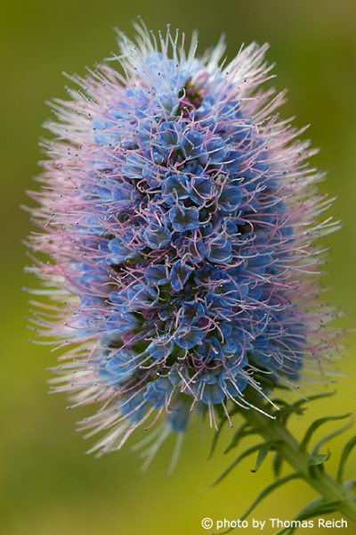 Blueweed Madeira