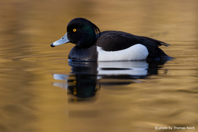 Tufted Duck yellow eyes