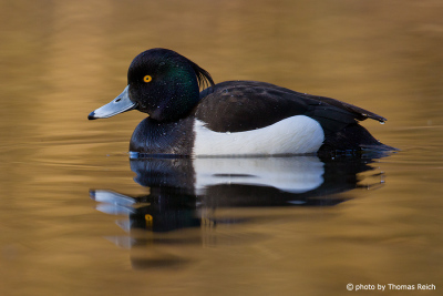 Tufted Duck swimms in the lake