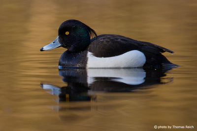 Tufted Duck is reflected in the water