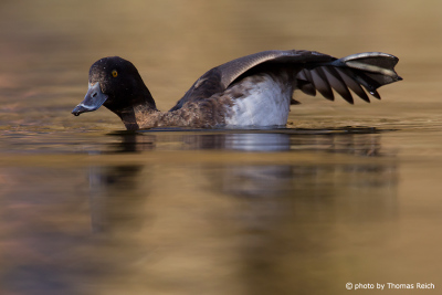 Tufted Duck noise