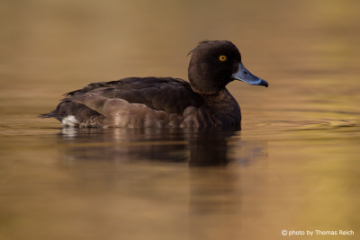 Female Tufted Duck diving duck