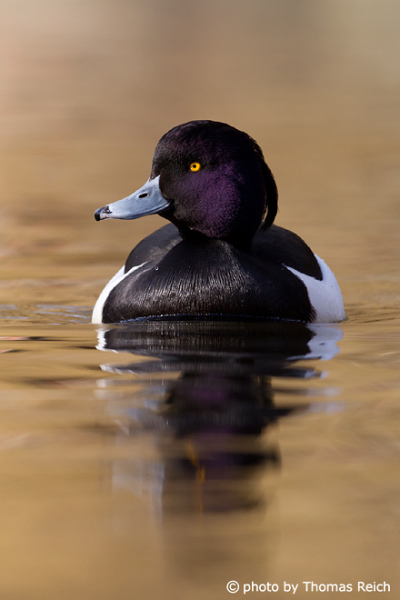 Tufted Duck weight