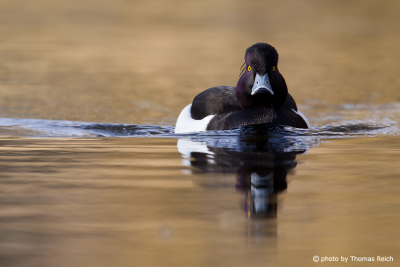 Tufted Duck diving