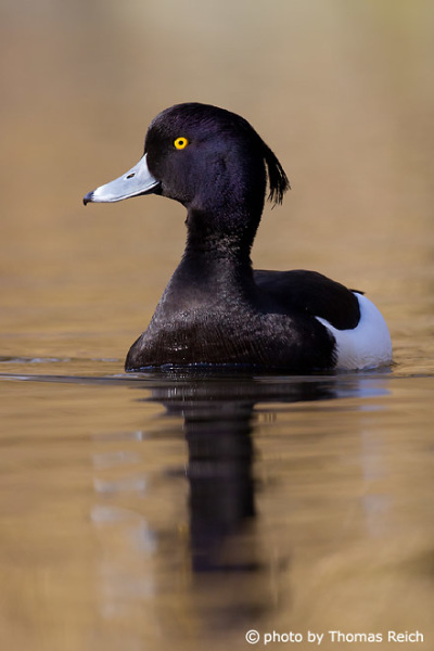 Tufted Duck appearance
