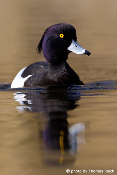 Tufted Duck size
