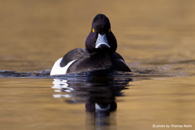Tufted Duck in Germany