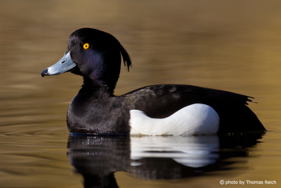 Tufted Duck feathers