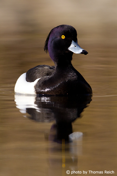 Tufted Duck call