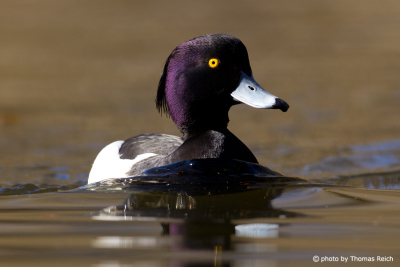 Tufted Duck plumage