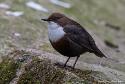 White-throated Dipper bird appearance