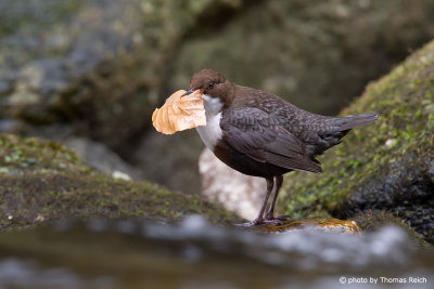 White-throated Dipper with nest material