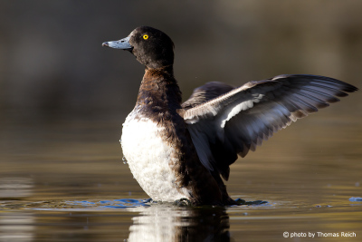 Tufted Duck wings