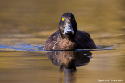 Tufted Duck from the front