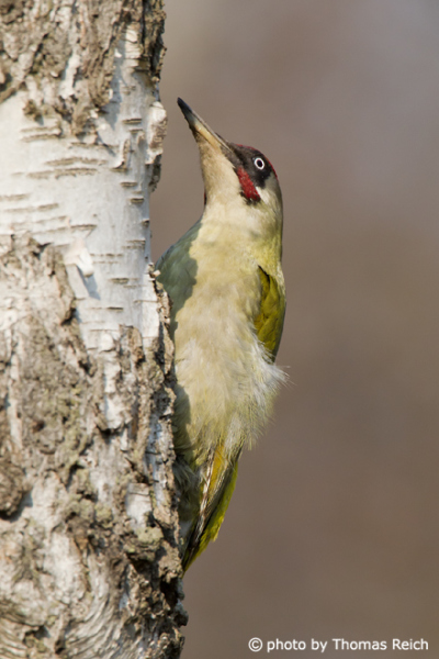 European Green Woodpecker at birch tree