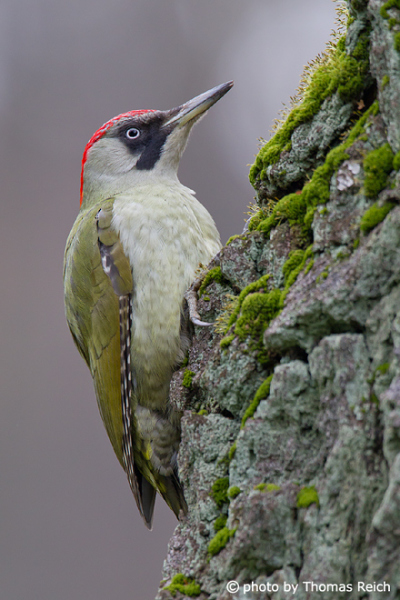 European Green Woodpecker female at tree