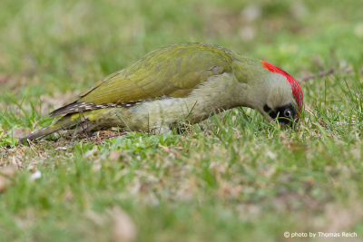 European Green Woodpecker pecking with beak