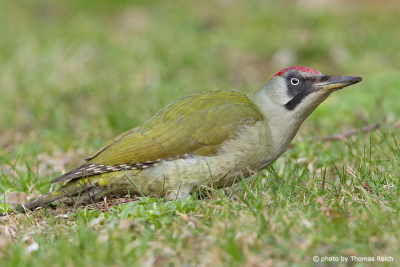 European Green Woodpecker habitat