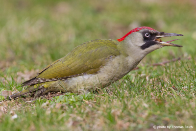 Green Woodpecker tongue