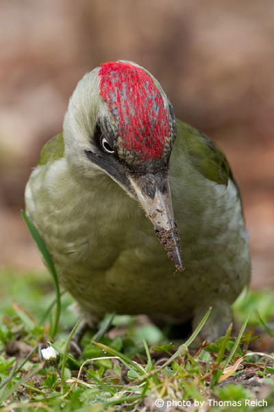 Hungry female Green Woodpecker