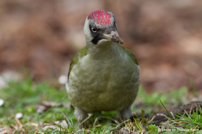Female European Green Woodpecker in search of food