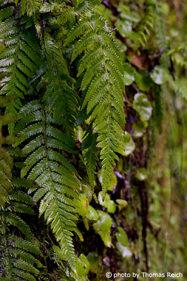 Fern leaf, Madeira