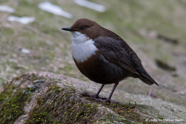 White-throated Dipper appearance
