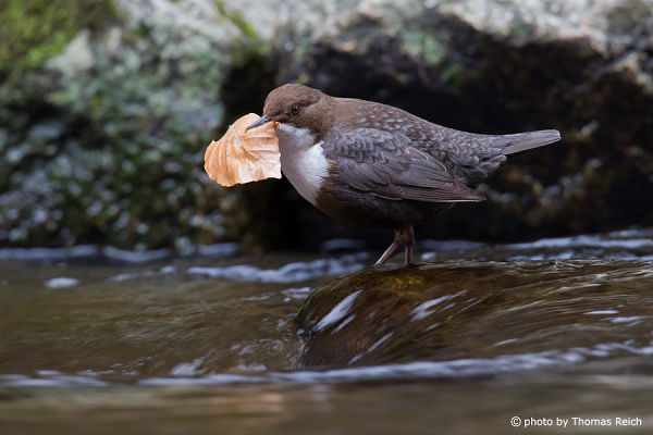 White-throated Dipper gathering leaf for nest