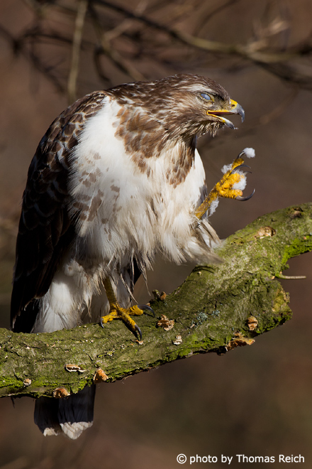 Common Buzzard with white breast feathers