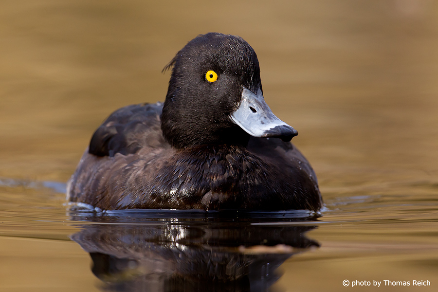 Tufted Duck in water