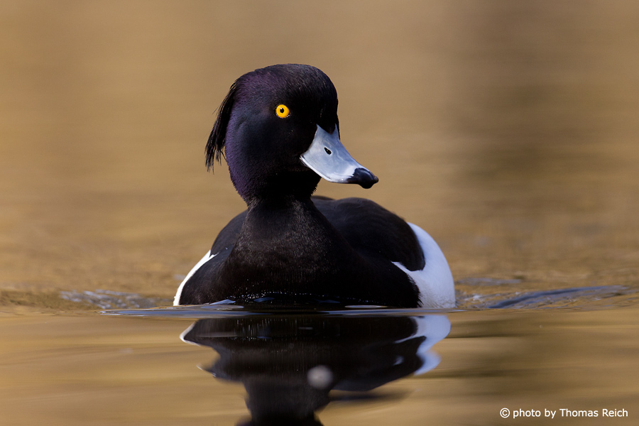 Tufted Duck swimming