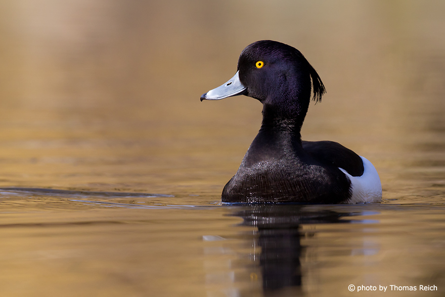 Tufted Duck looking for food