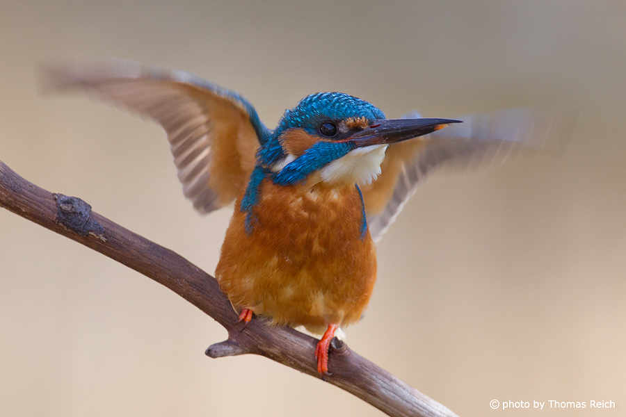 Common Kingfisher flappering with wings