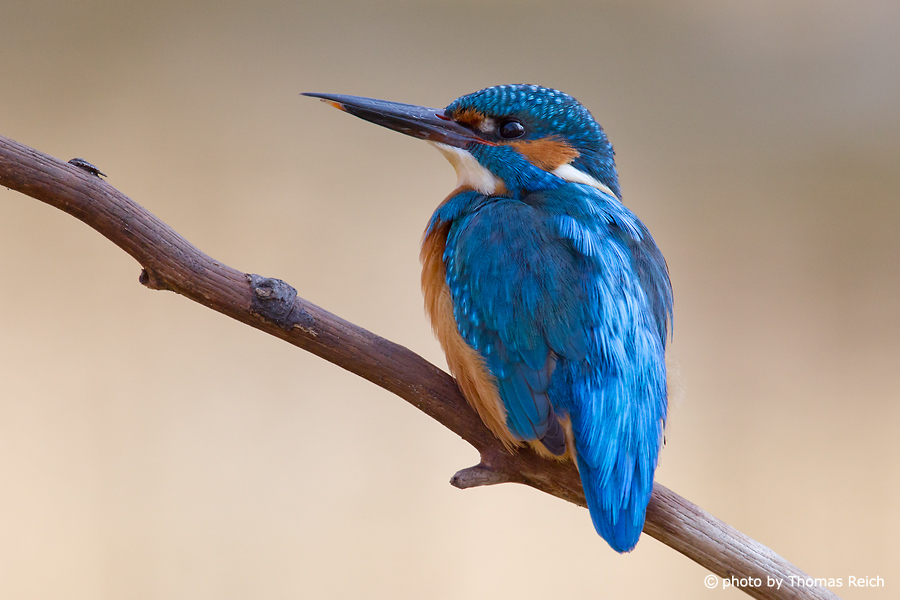 Common Kingfisher from behind