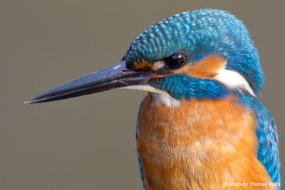 Common Kingfisher bird portrait