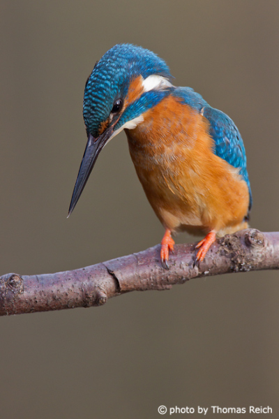 Common Kingfisher focus prey