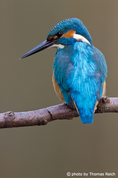 Common Kingfisher perching on a branch showing its back feathers